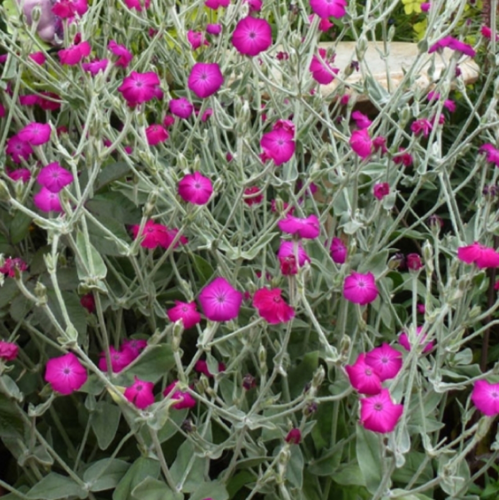 Rose Campion 5 plants for $20 - Picture 3 of 5